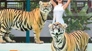 Tiger Topia Pattaya 1